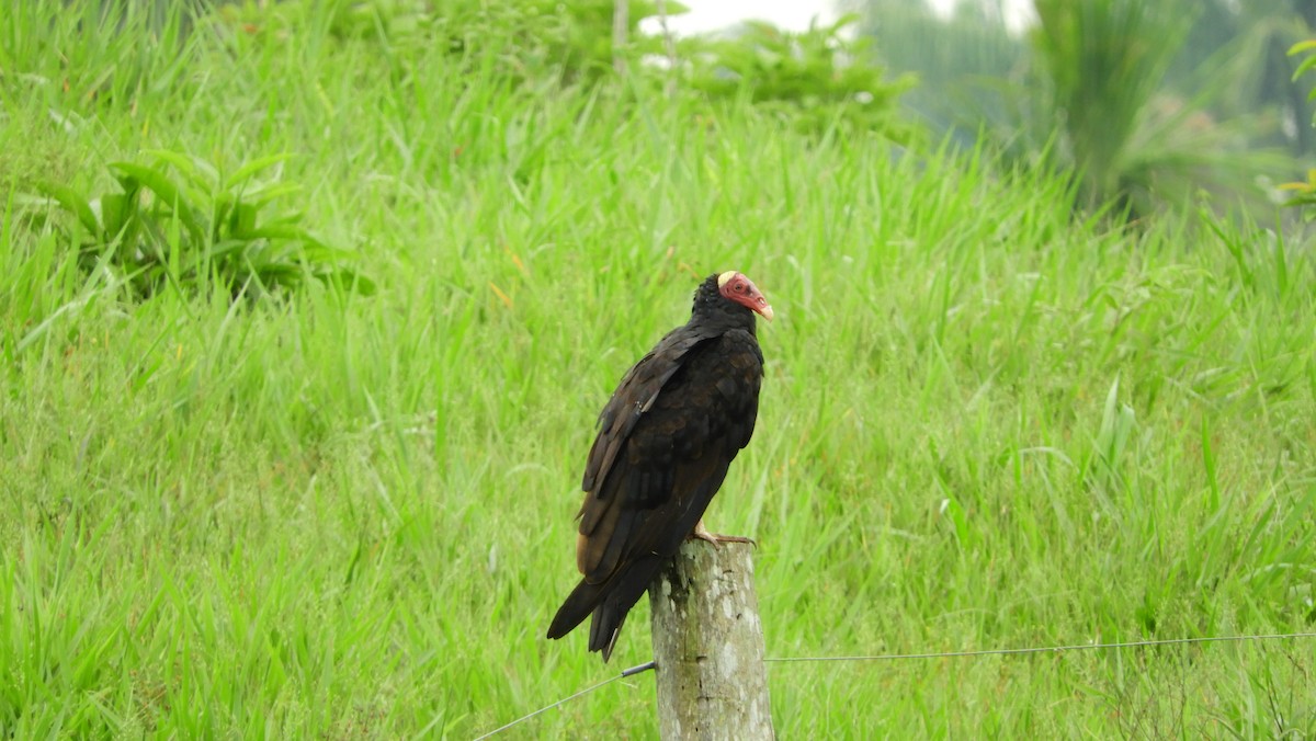 Turkey Vulture - Jorge Muñoz García   CAQUETA BIRDING