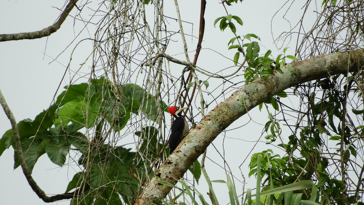 Crimson-crested Woodpecker - ML144991911