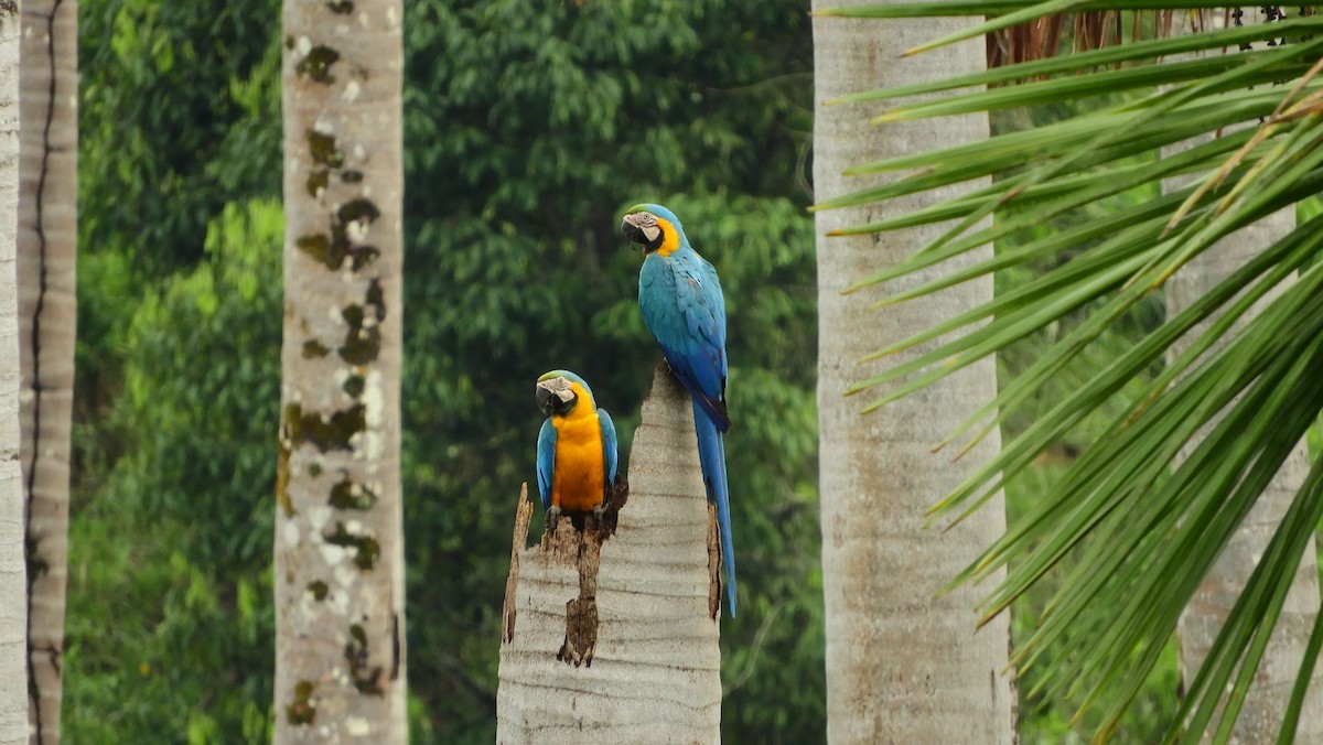 Blue-and-yellow Macaw - ML144992151