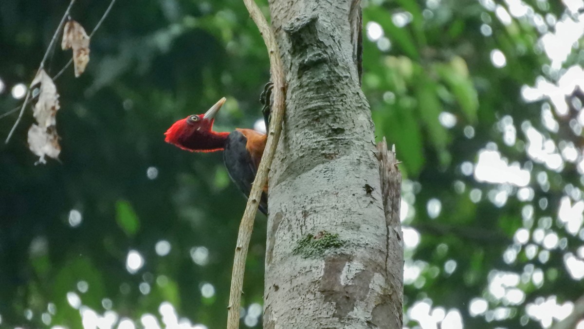 Red-necked Woodpecker - Jorge Muñoz García   CAQUETA BIRDING