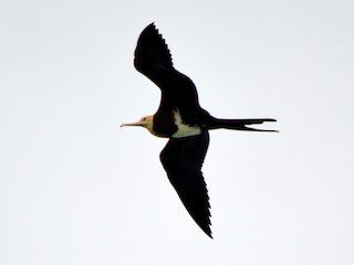 Молодая птица (stage 1) - sakthi manickam - ML144993401