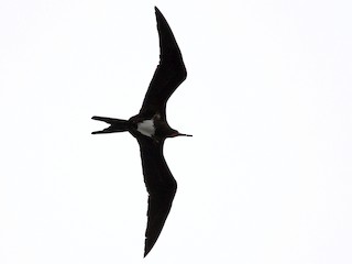  - Christmas Island Frigatebird