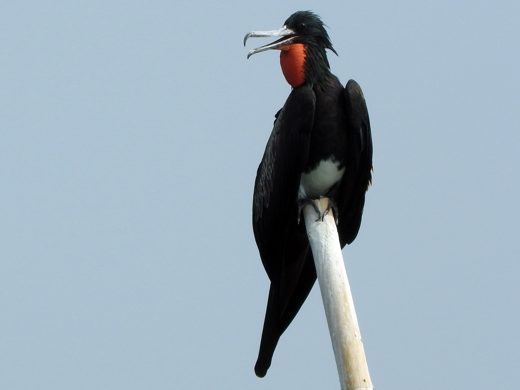 Christmas Island Frigatebird - Sandy Gayasih