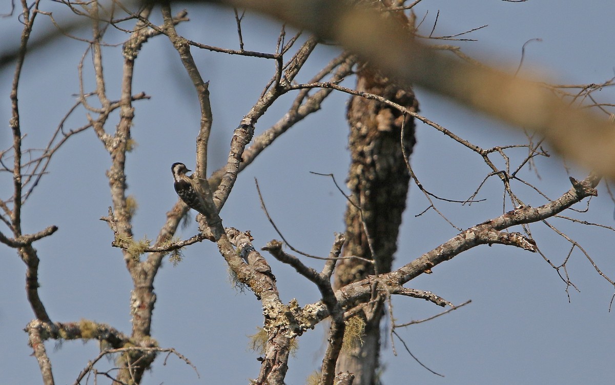 Gray-capped Pygmy Woodpecker - Christoph Moning