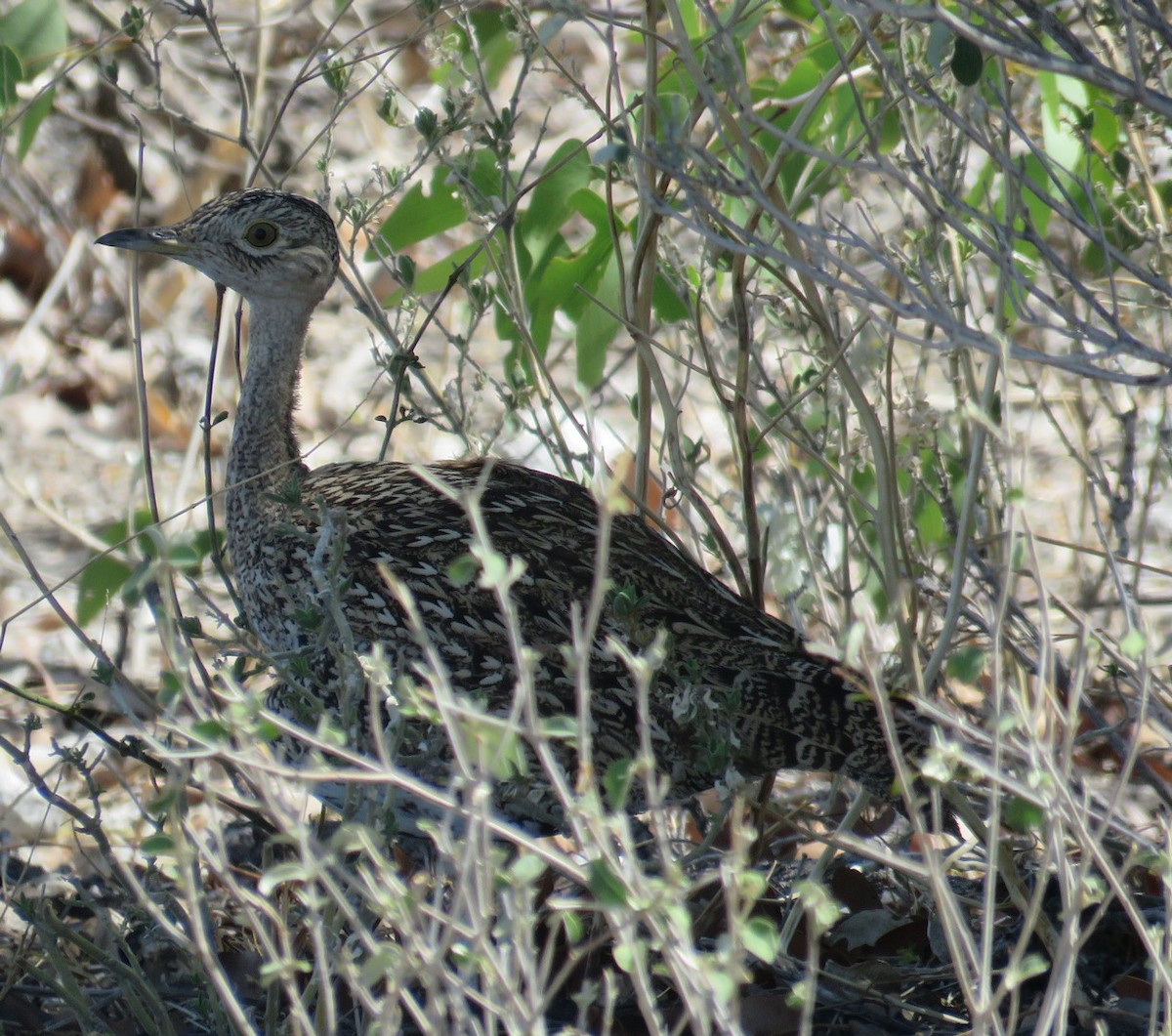 Red-crested Bustard - ML144994331