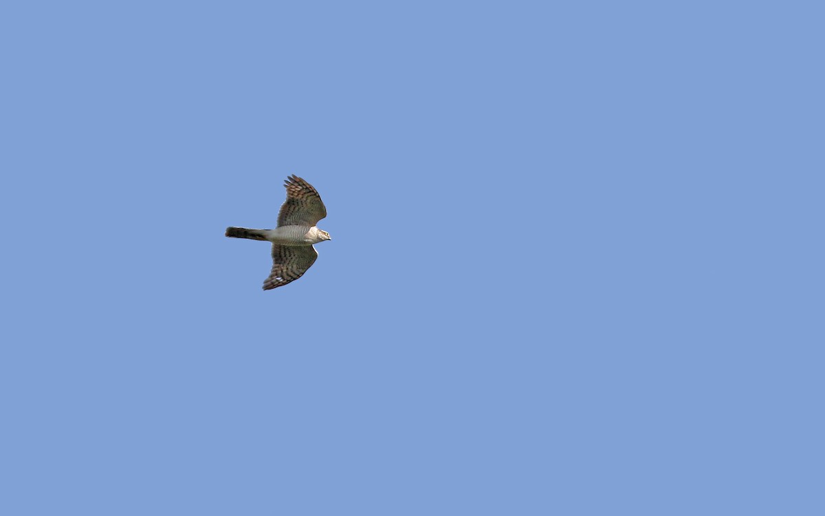Eurasian Sparrowhawk - ML144994681