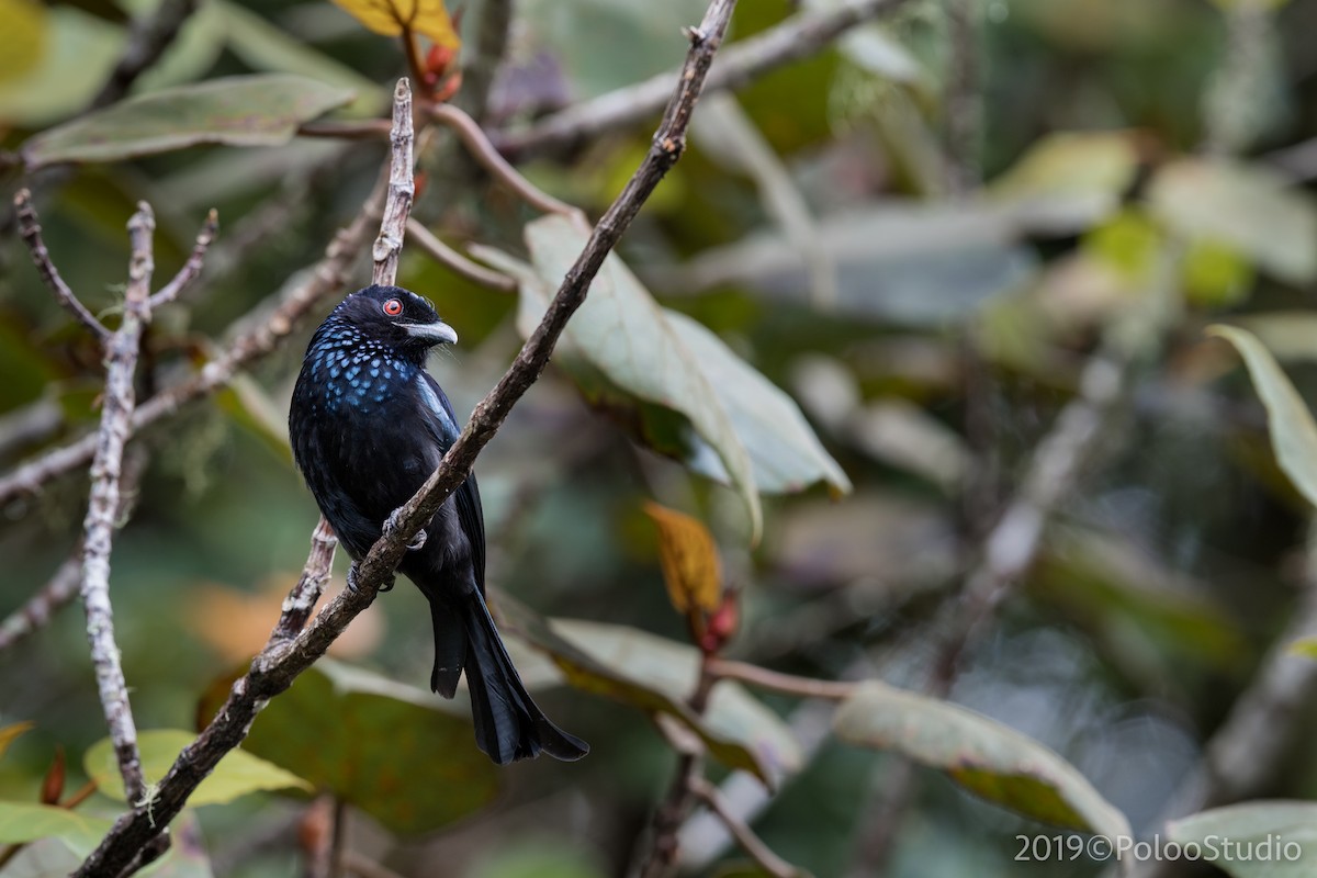 Hair-crested Drongo - ML144995031
