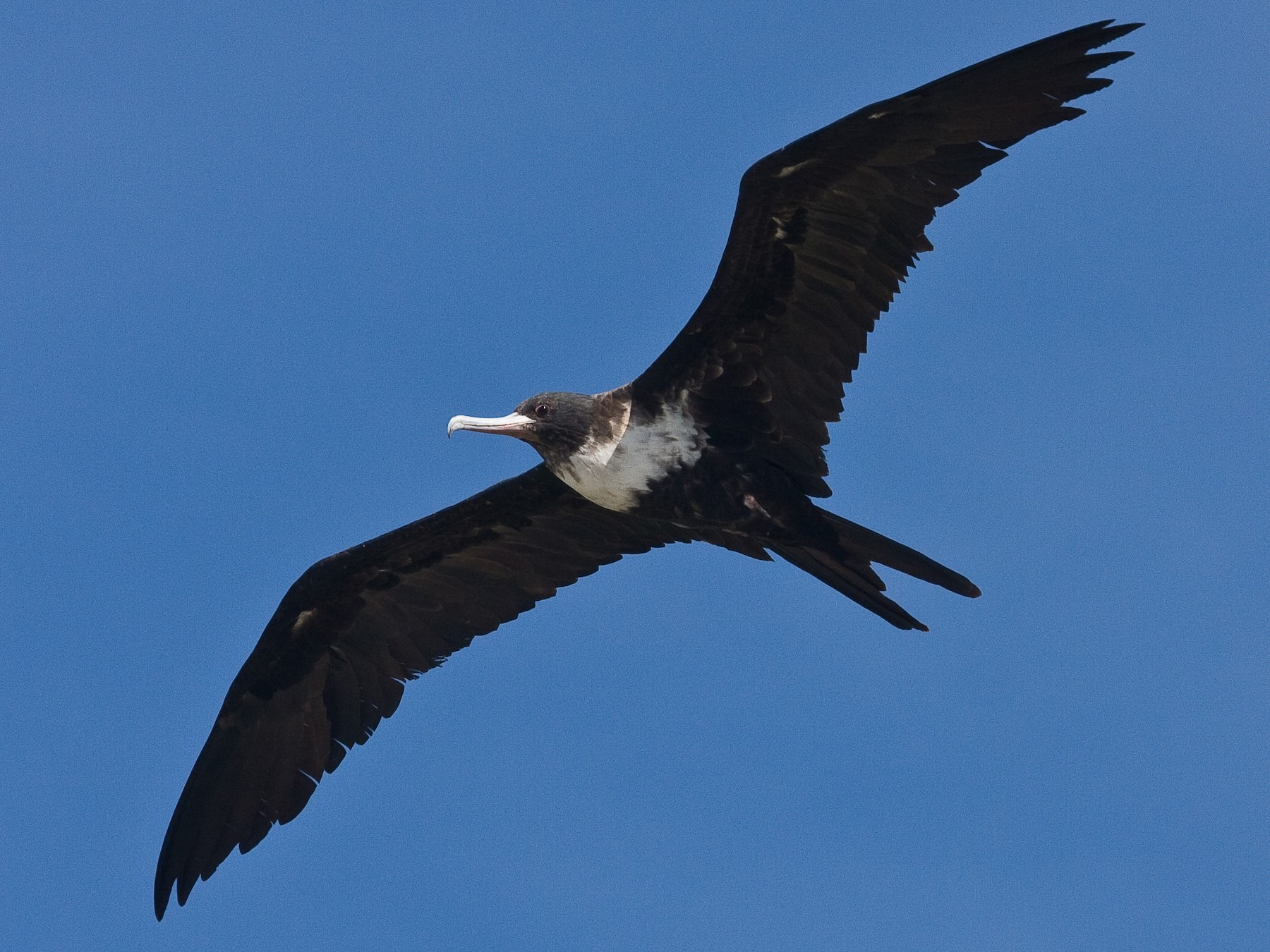 female frigate bird