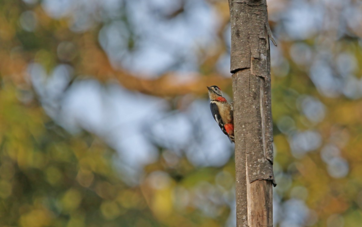 Necklaced Woodpecker - ML144995601