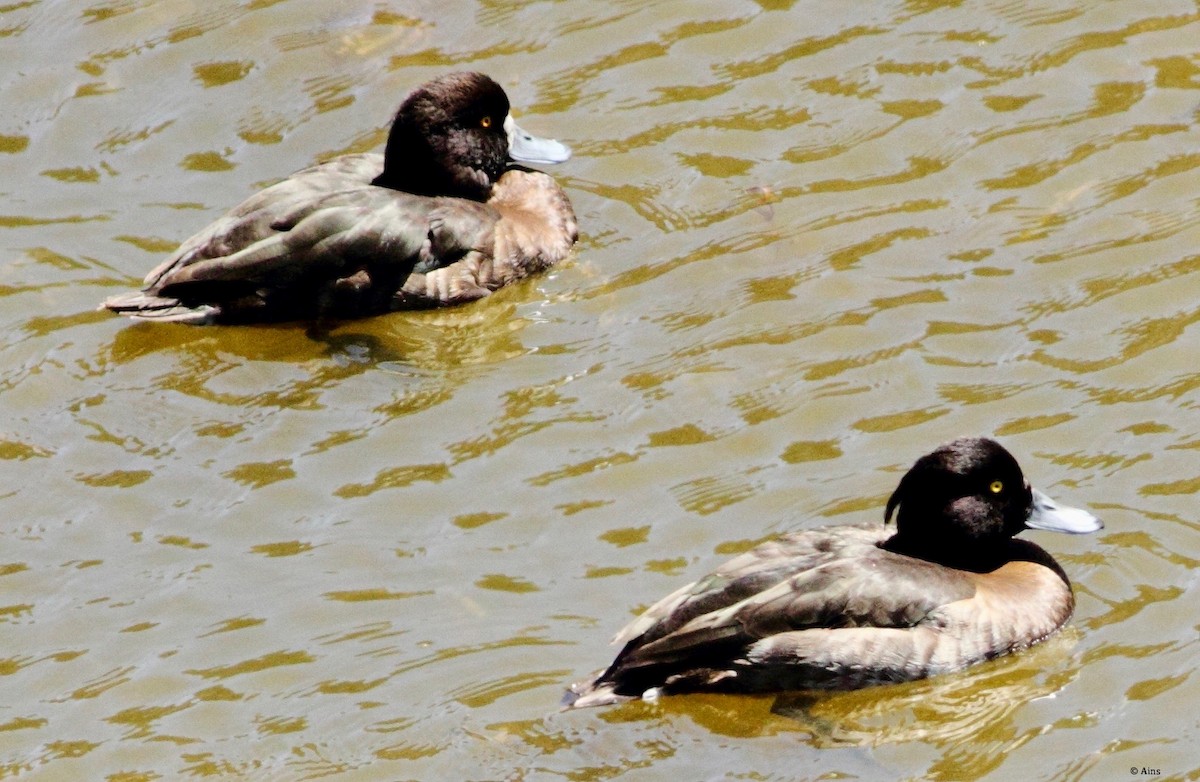 Tufted Duck - ML144996361