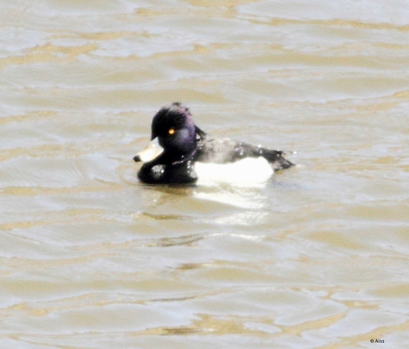 Tufted Duck - ML144996381