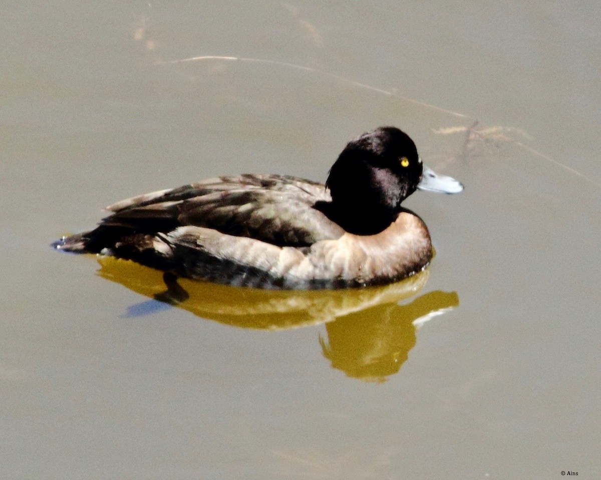 Tufted Duck - ML144996391