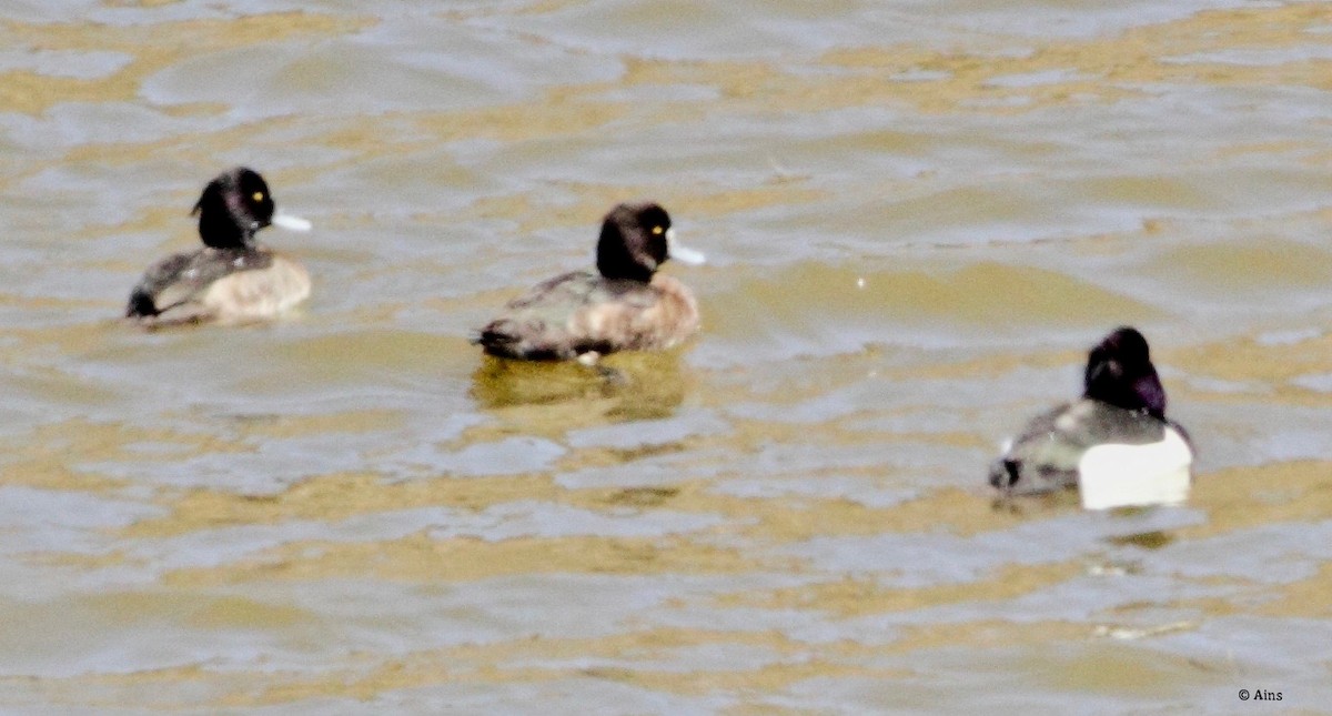 Tufted Duck - Ains Priestman