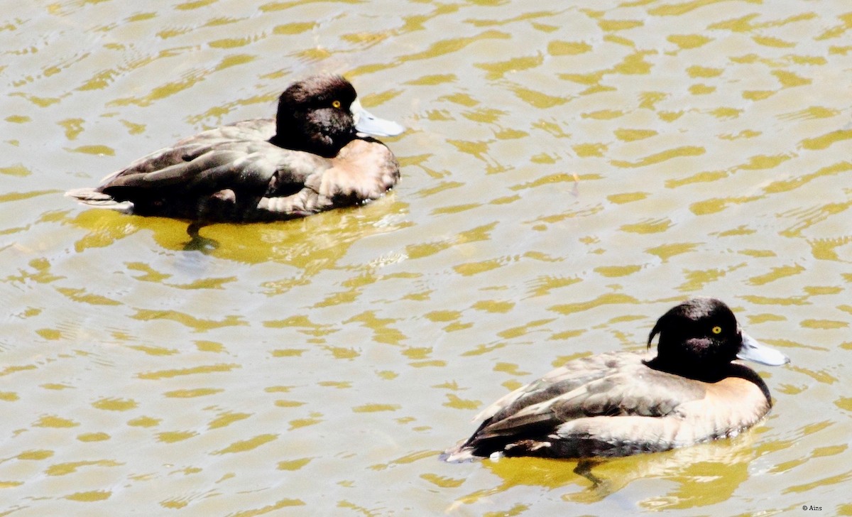 Tufted Duck - ML144996431