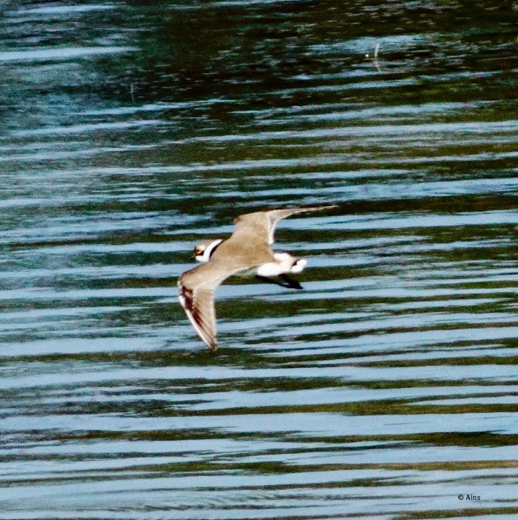 Little Ringed Plover - Ains Priestman