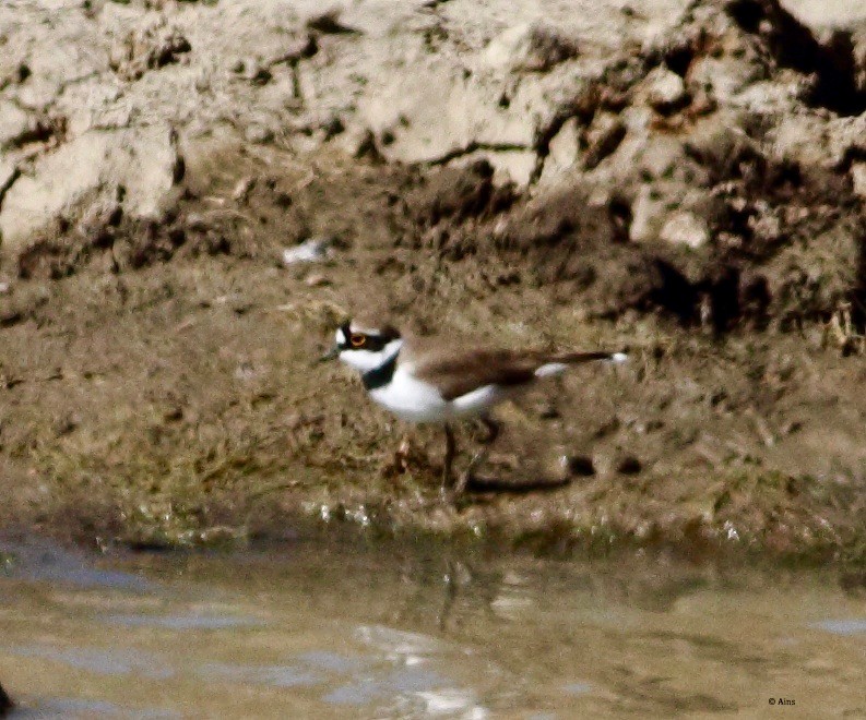 Little Ringed Plover - Ains Priestman