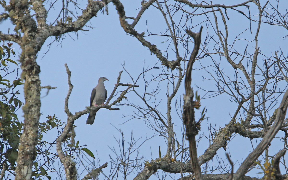Mountain Imperial-Pigeon - ML144998991
