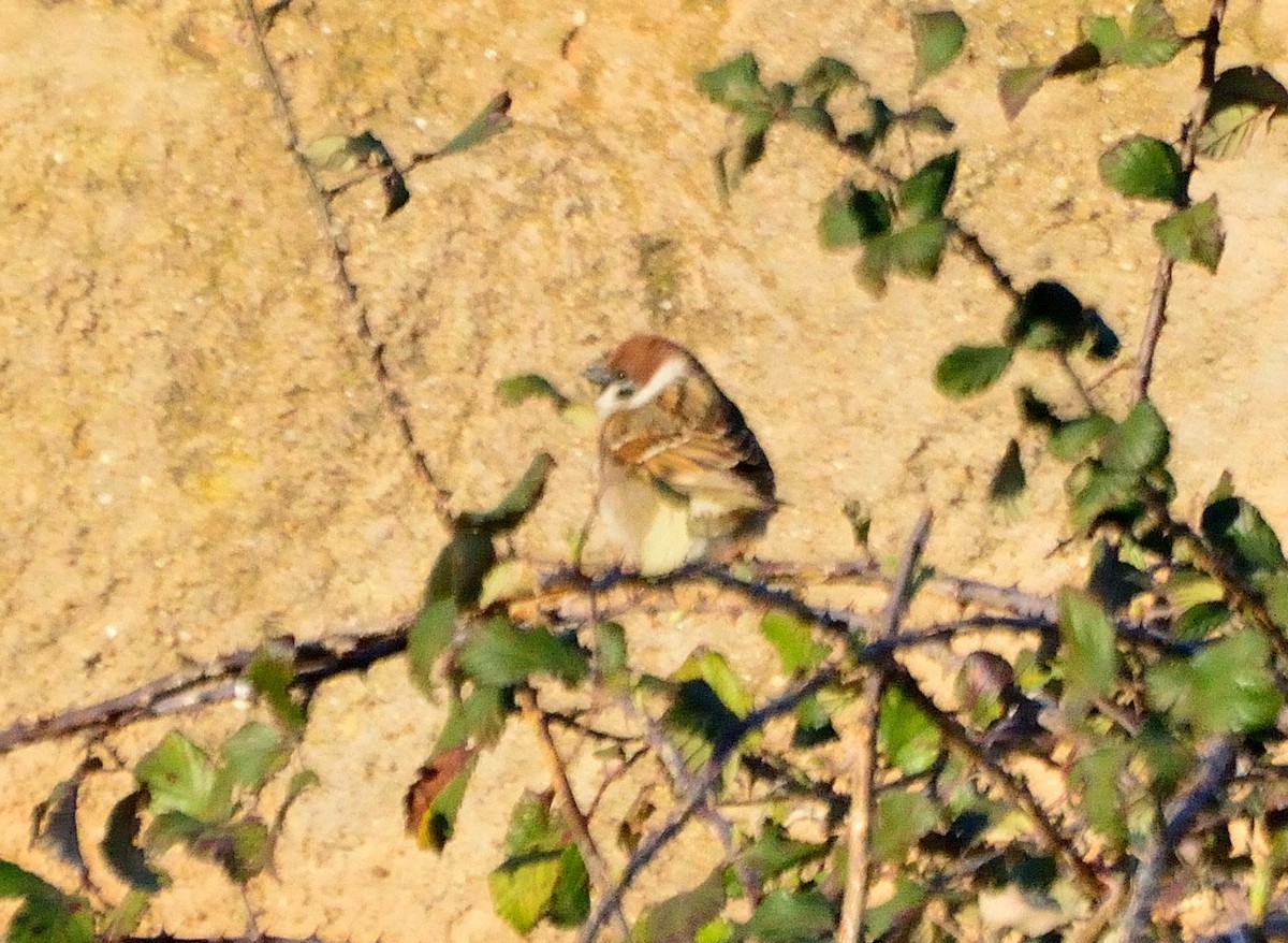 Eurasian Tree Sparrow - ML145001621
