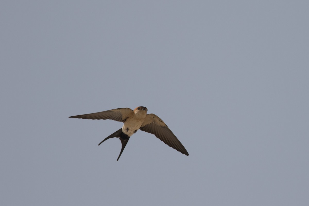 Red-rumped Swallow - Andreas Boe