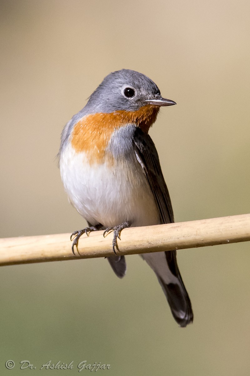Red-breasted Flycatcher - ML145006821