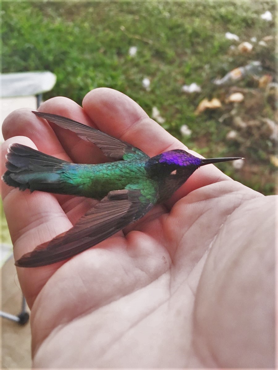 Violet-headed Hummingbird - ML145008391