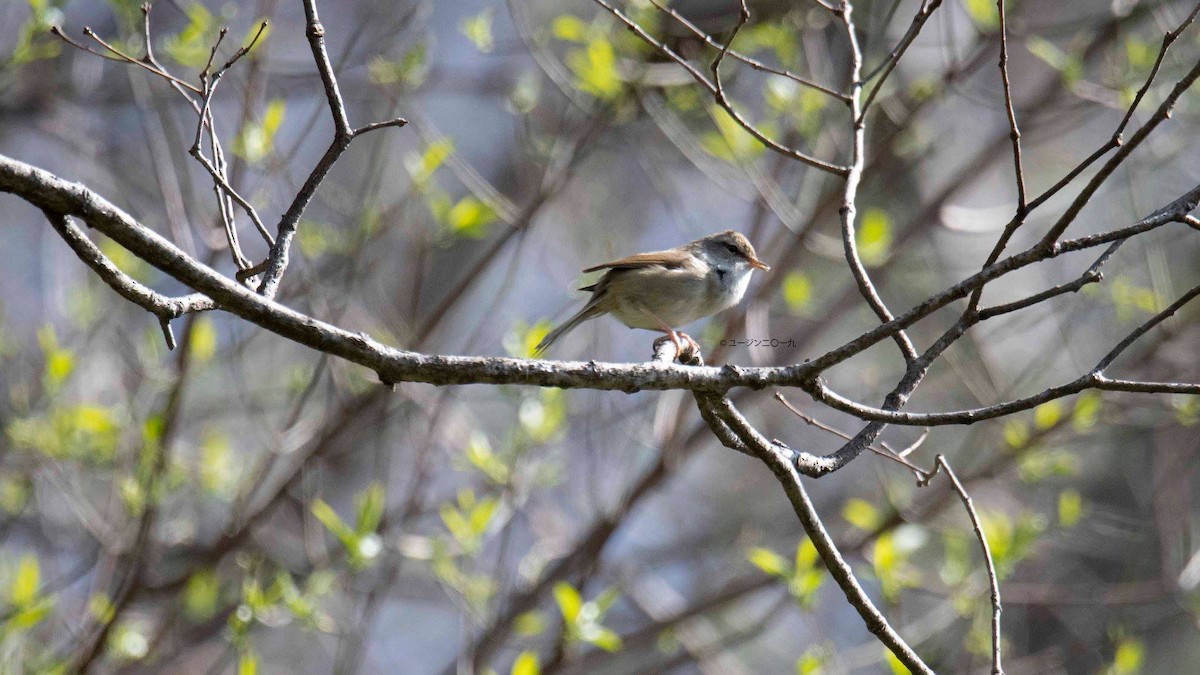Japanese Bush Warbler - Kantori Birders