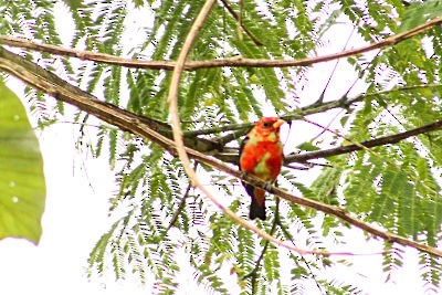 Scarlet Tanager - ML145010161