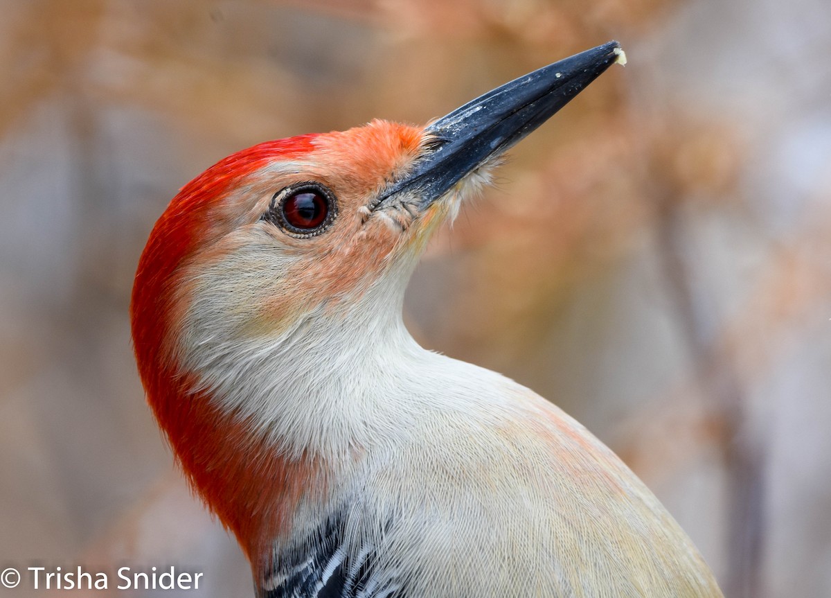 Red-bellied Woodpecker - ML145013731