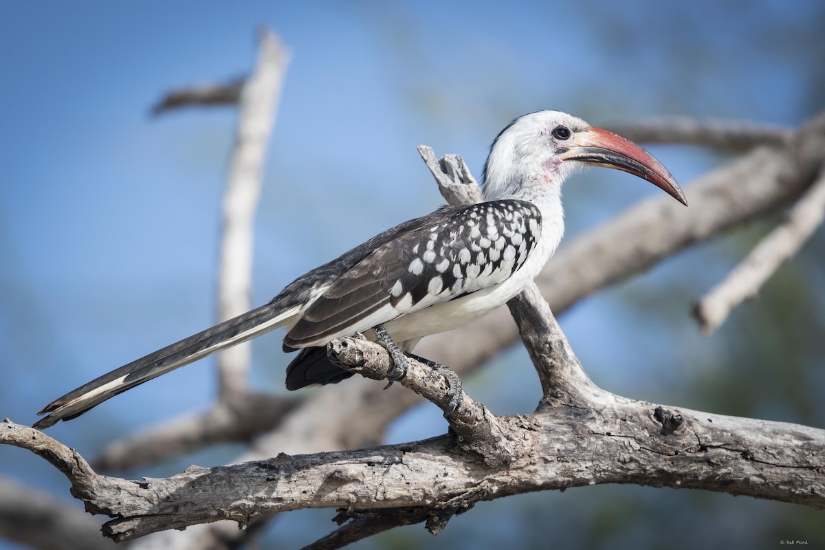 Northern Red-billed Hornbill - Deb Ford