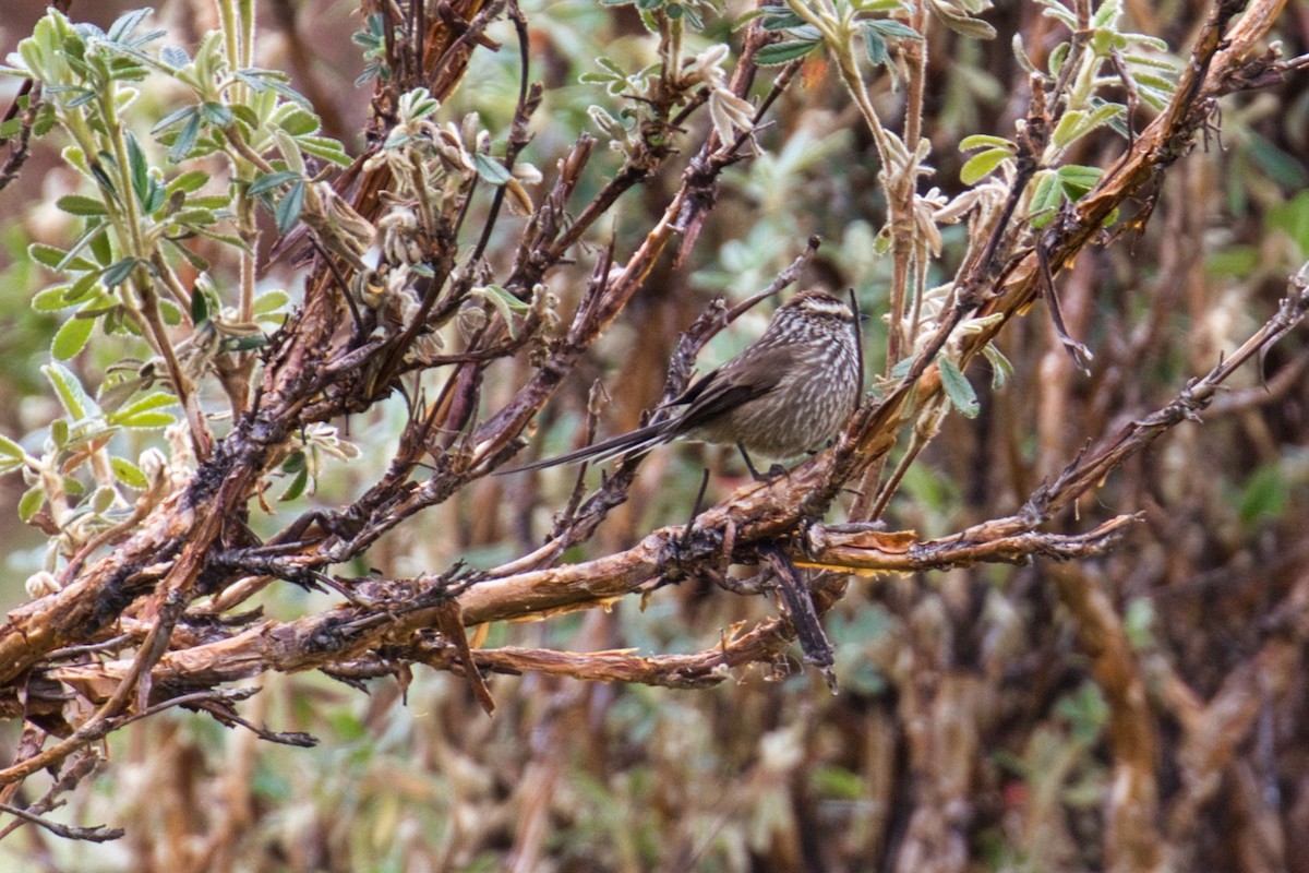 Andean Tit-Spinetail - ML145015591