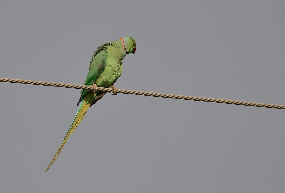Rose-ringed Parakeet - HG Prashanthakumar