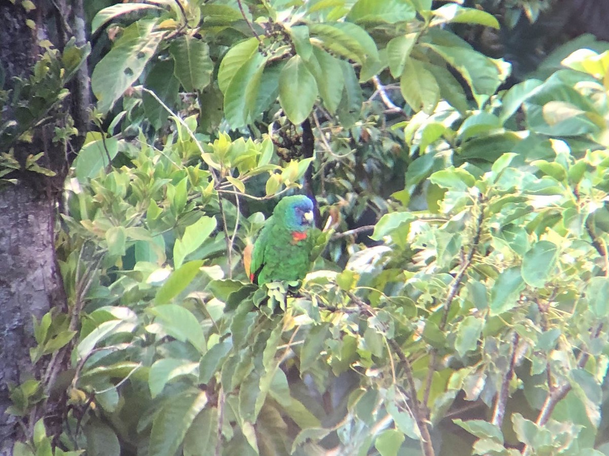 Red-necked Parrot - ML145016131