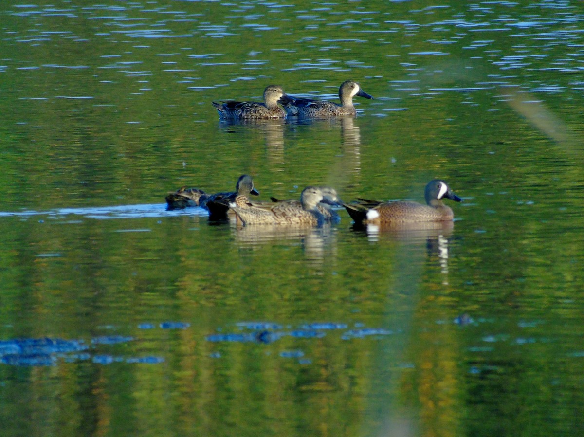 Blue-winged Teal - ML145016831