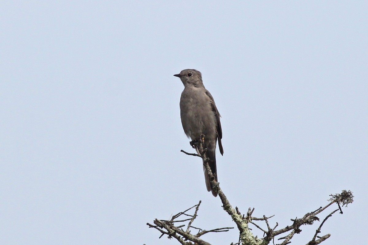 Townsend's Solitaire - Michael McCloy