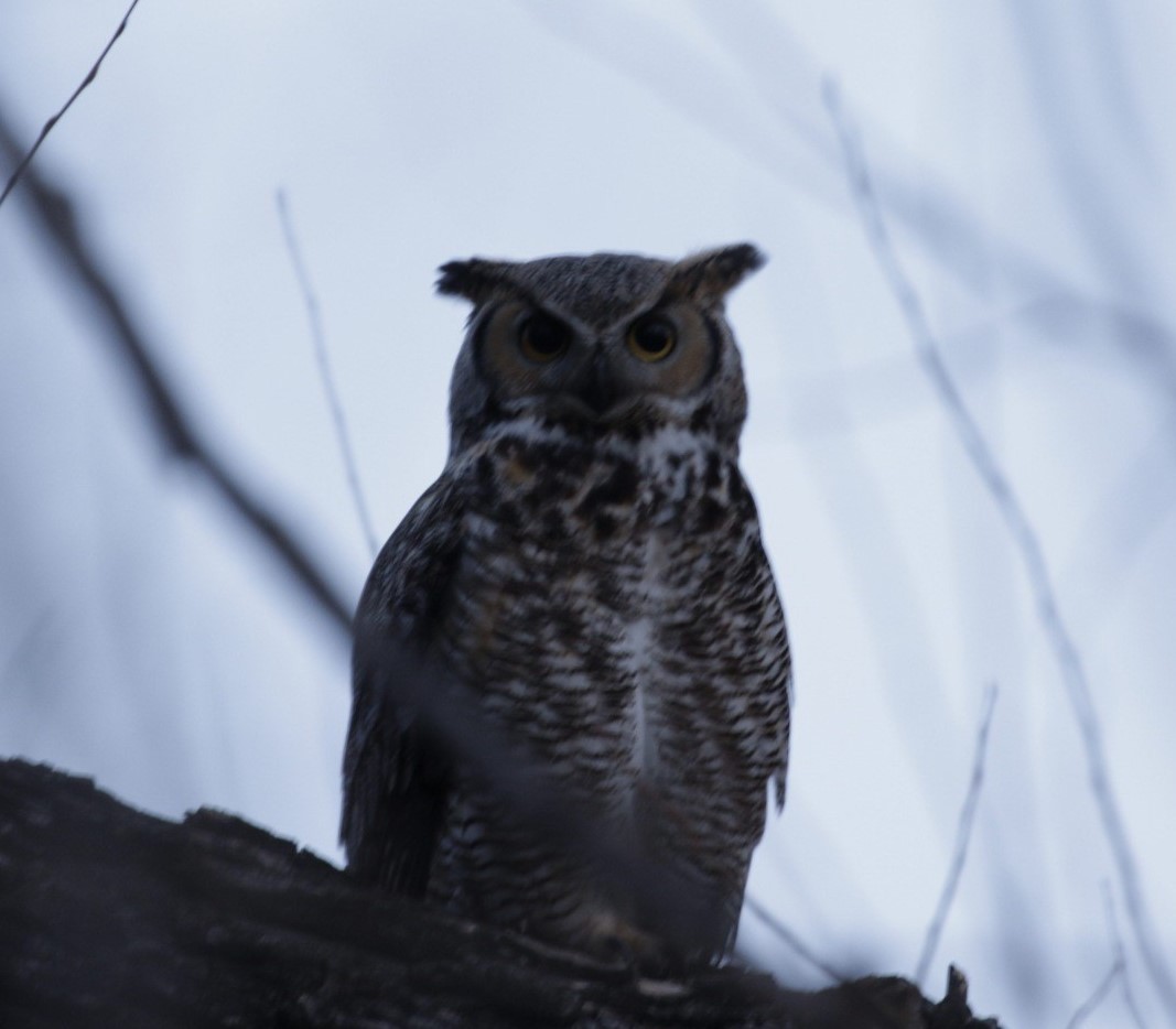 Great Horned Owl - ML145017981