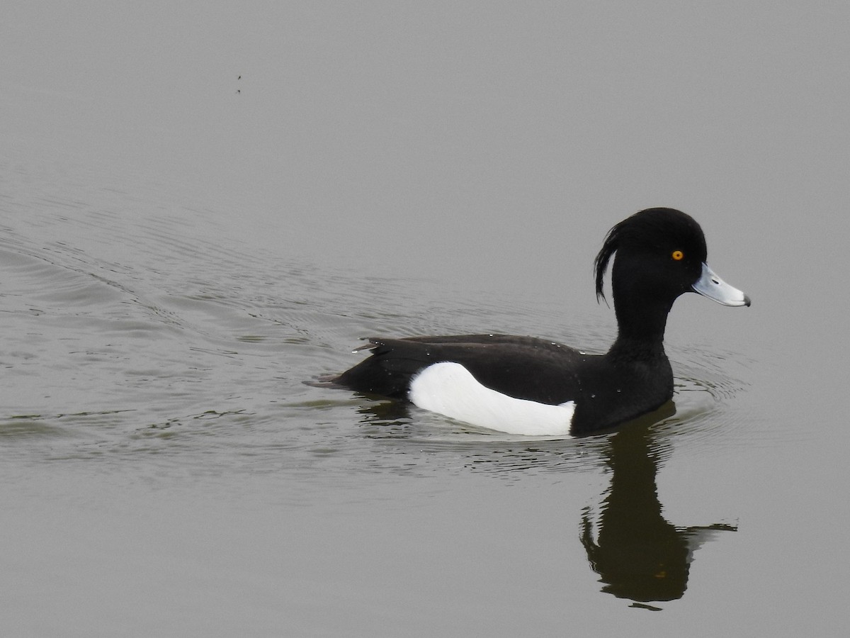 Tufted Duck - ML145018781