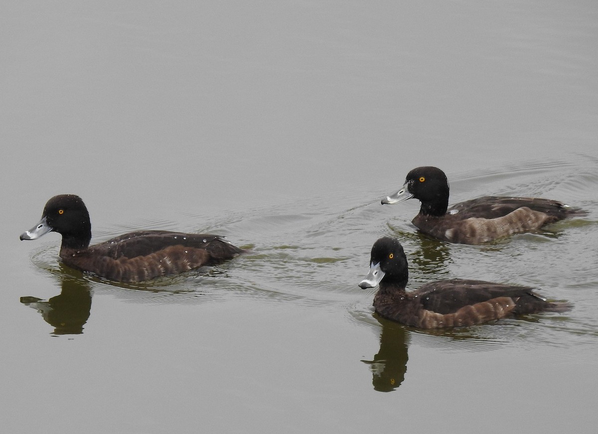 Tufted Duck - ML145018821