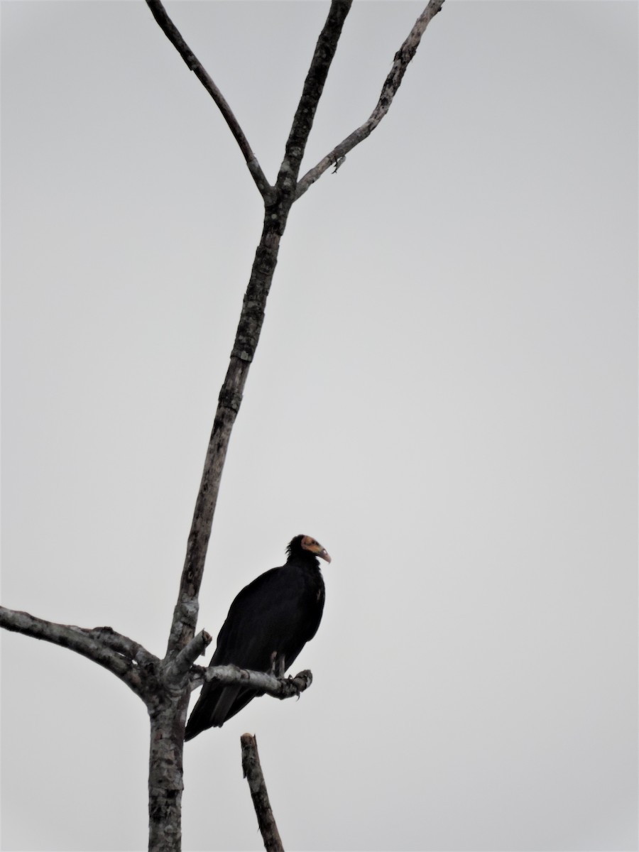 Greater Yellow-headed Vulture - ML145021361