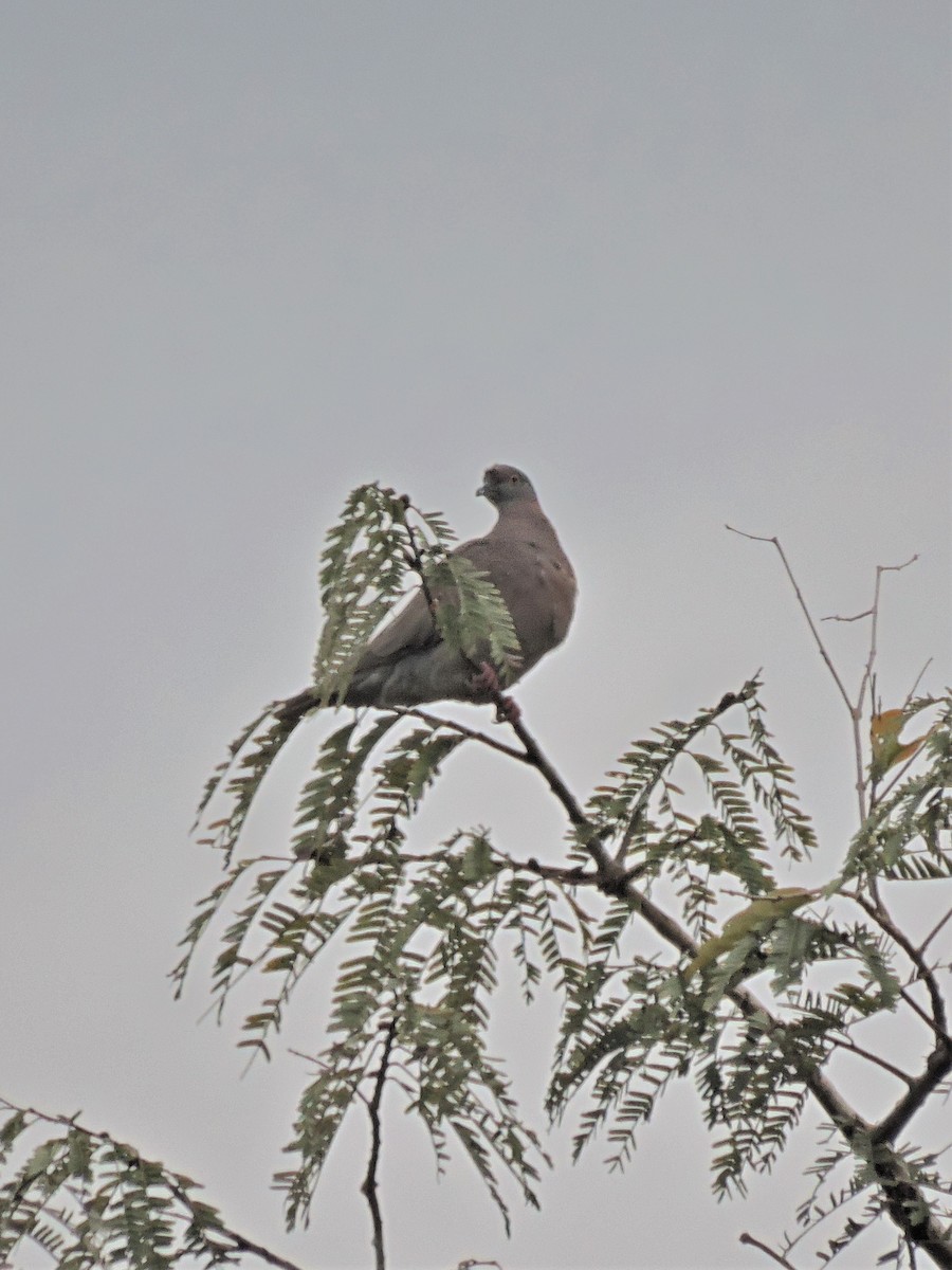 Pale-vented Pigeon - ML145022311