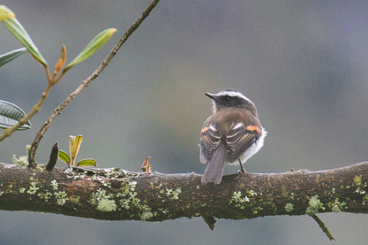 Rufous-breasted Chat-Tyrant - Eric Carpenter