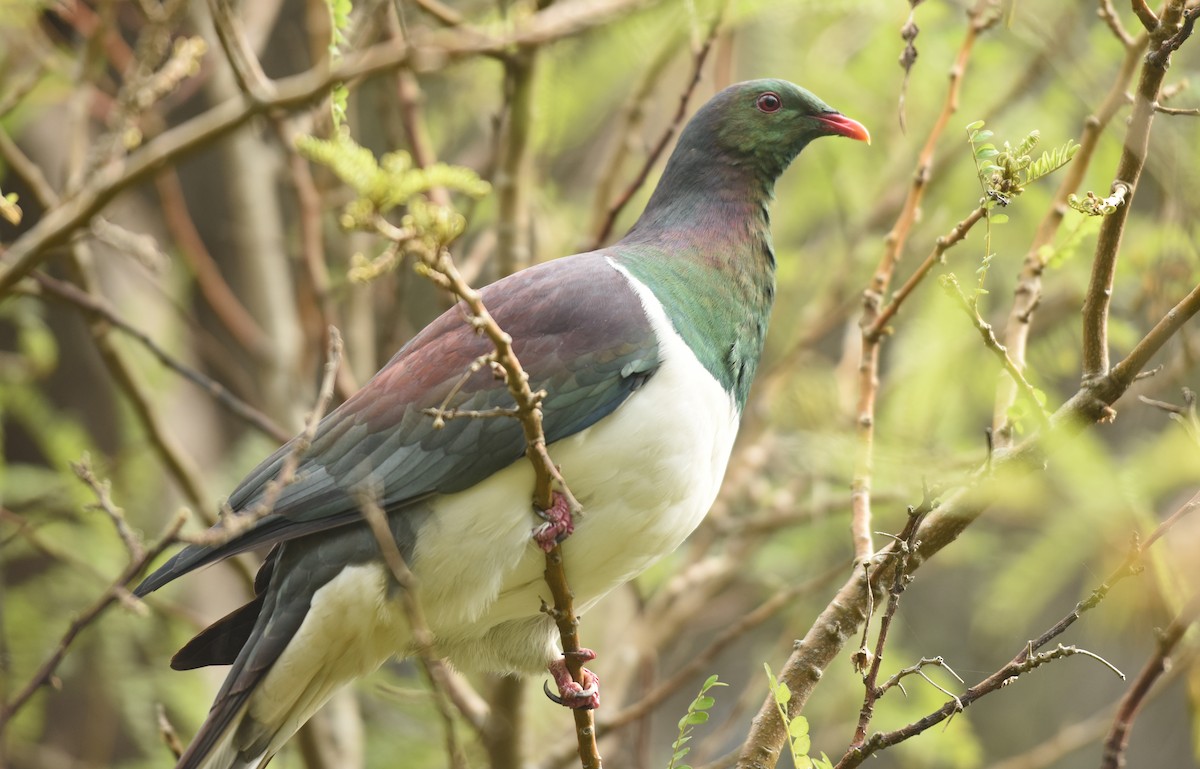 New Zealand Pigeon - ML145027561