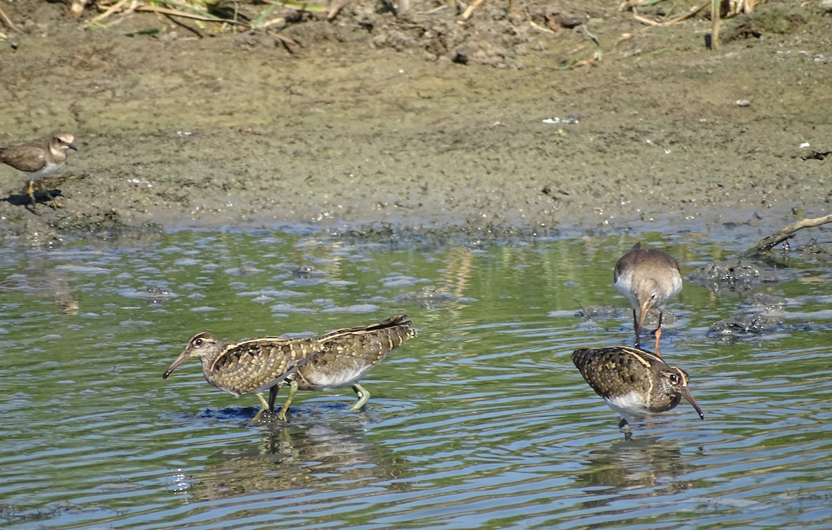 Greater Painted-Snipe - ML145030171