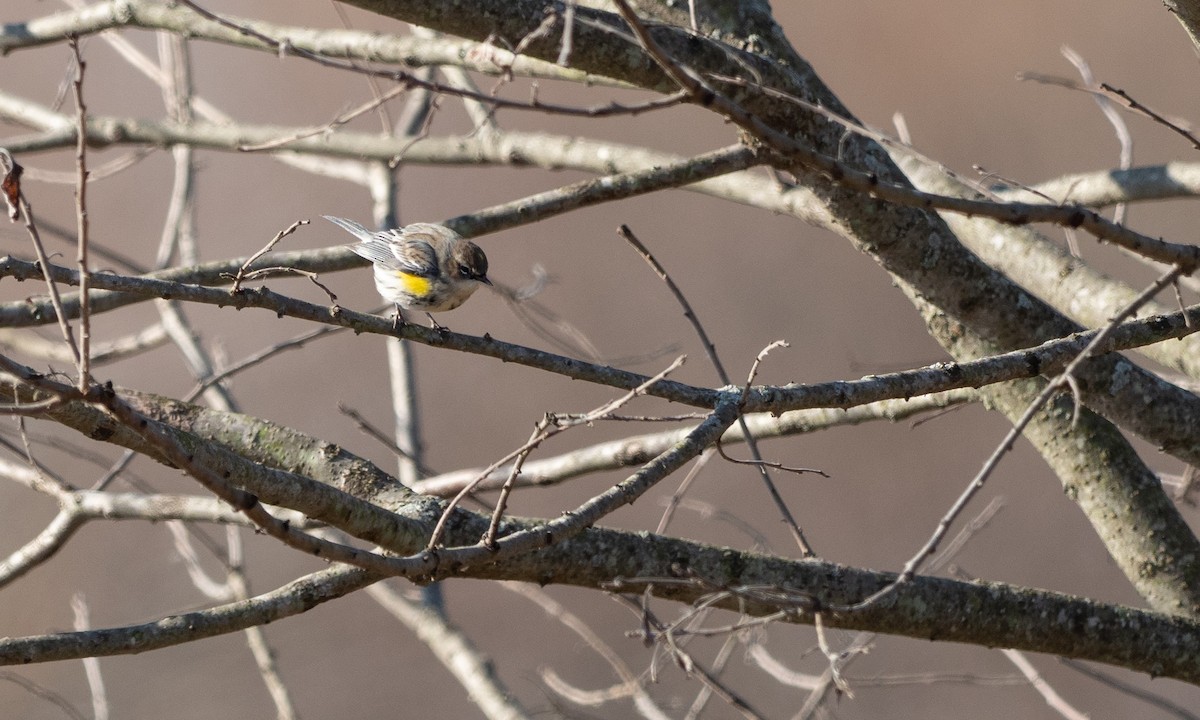Yellow-rumped Warbler (Myrtle) - Brad Heath