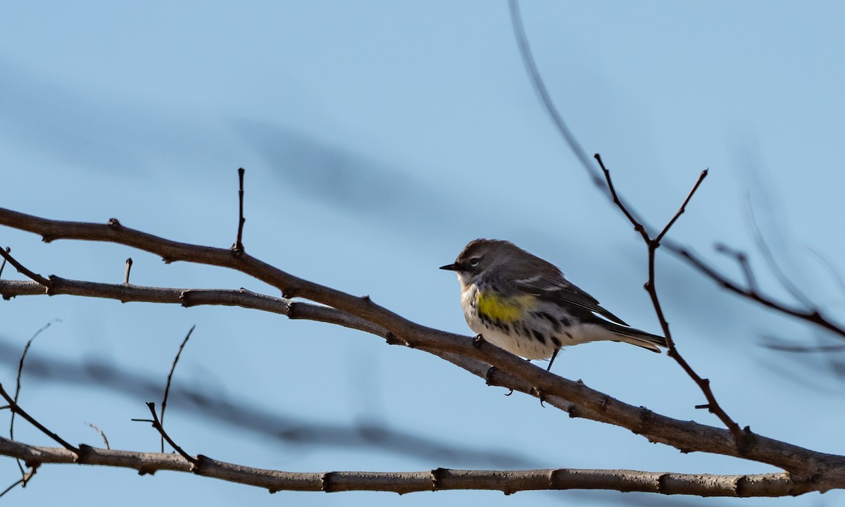 Yellow-rumped Warbler (Myrtle) - Brad Heath