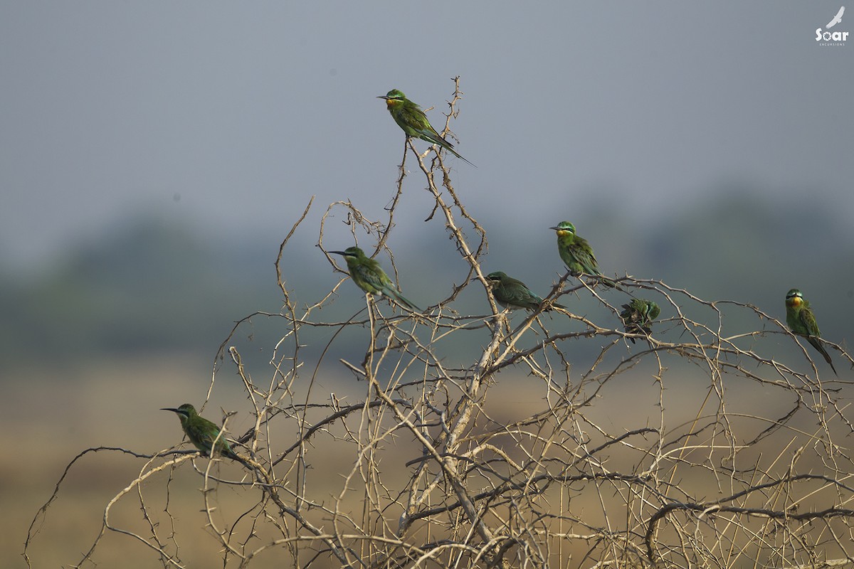 Blue-cheeked Bee-eater - ML145034421