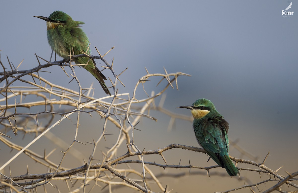 Blue-cheeked Bee-eater - Soar Excursions