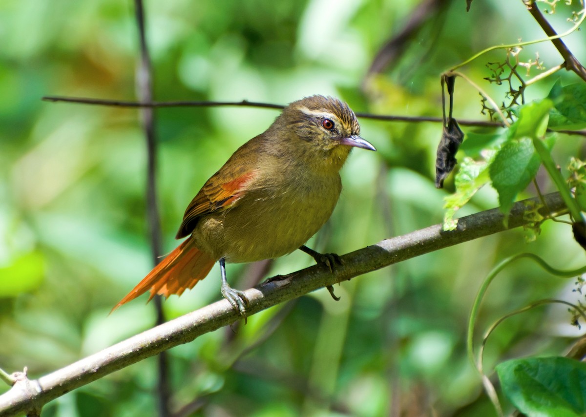 Olive Spinetail - ML145036581