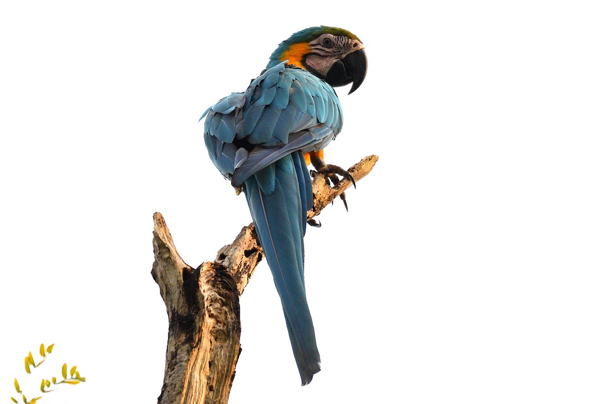 Blue-and-yellow Macaw - Hugh Whelan