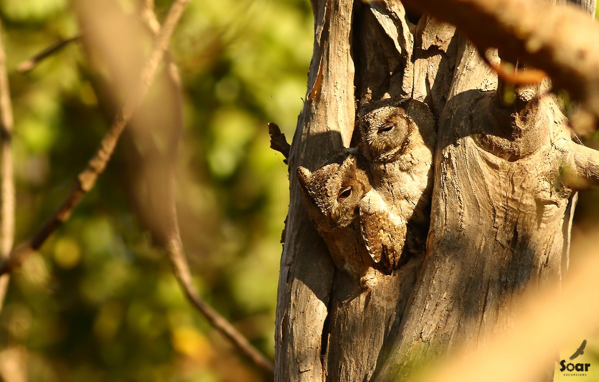 Indian Scops-Owl - Soar Excursions