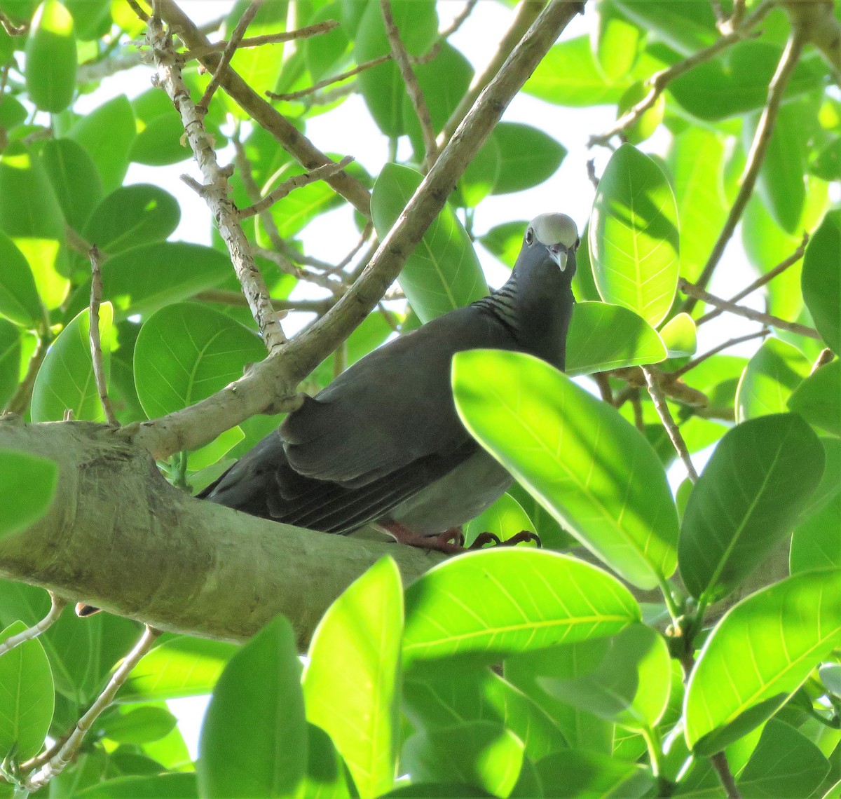 White-crowned Pigeon - Susan Young
